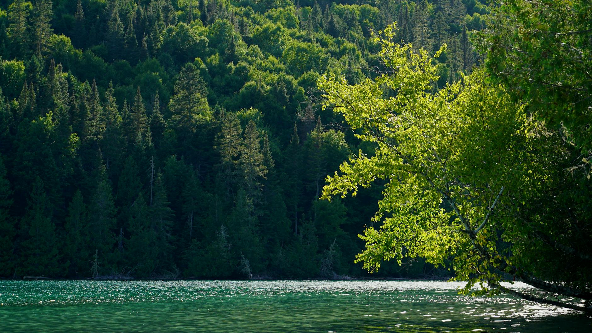 Đánh giá chi tiết nồi chiên không dầu: Ưu điểm, nhược điểm và những điều cần lưu ý