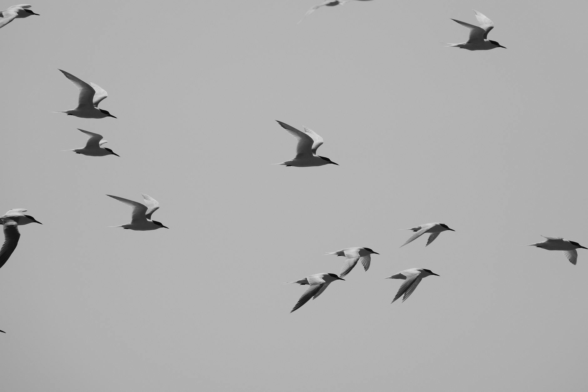 Review Nồi Chiên Không Dầu Philips: Tiết Kiệm Thời Gian, Nấu Ăn Lành Mạnh, Giá Từ 2.500.000 VNĐ 4 Chào bạn đến với bài review chi tiết về nồi chiên không dầu Philips!