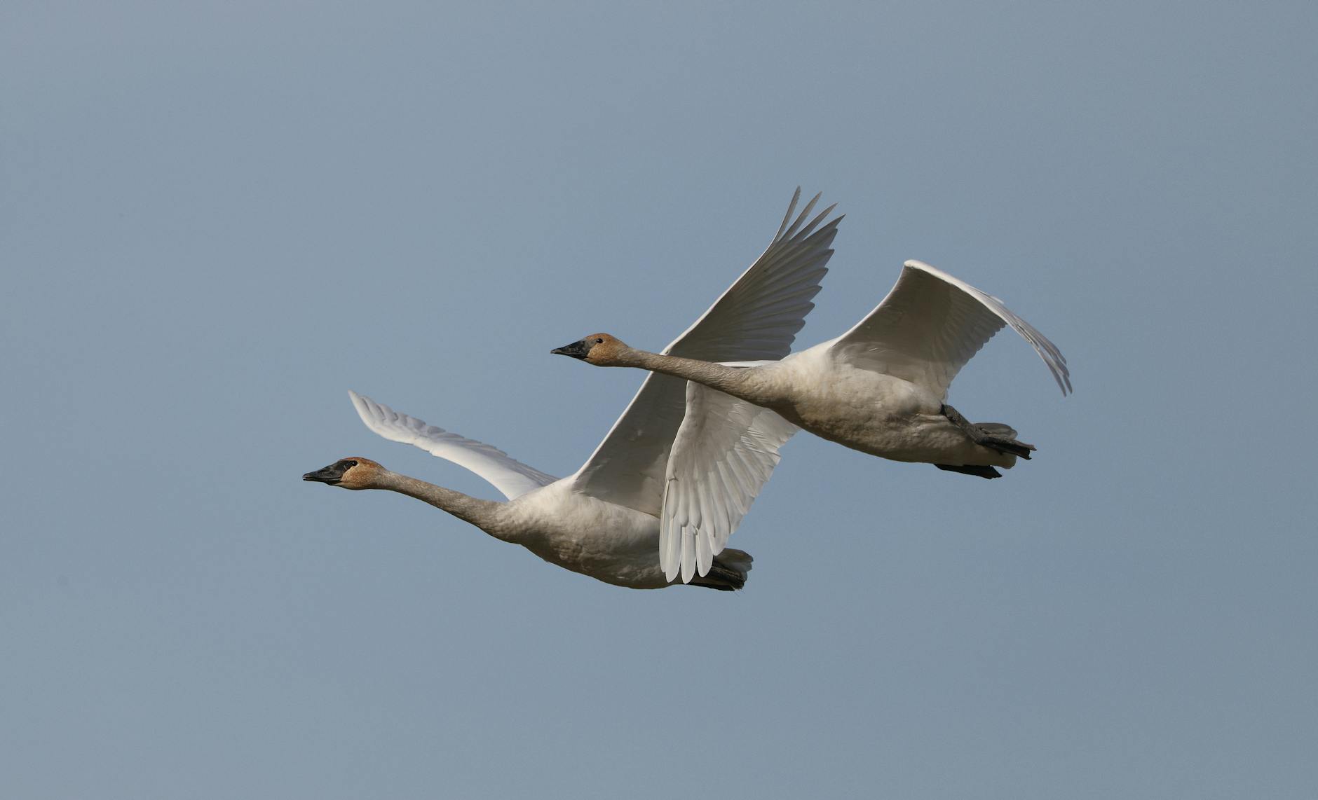 Review Nồi Chiên Không Dầu Philips: Tiết Kiệm Thời Gian, Nấu Ăn Lành Mạnh, Giá Từ 2.500.000 VNĐ 6 Đánh Giá Chi Tiết Nồi Chiên Không Dầu Philips